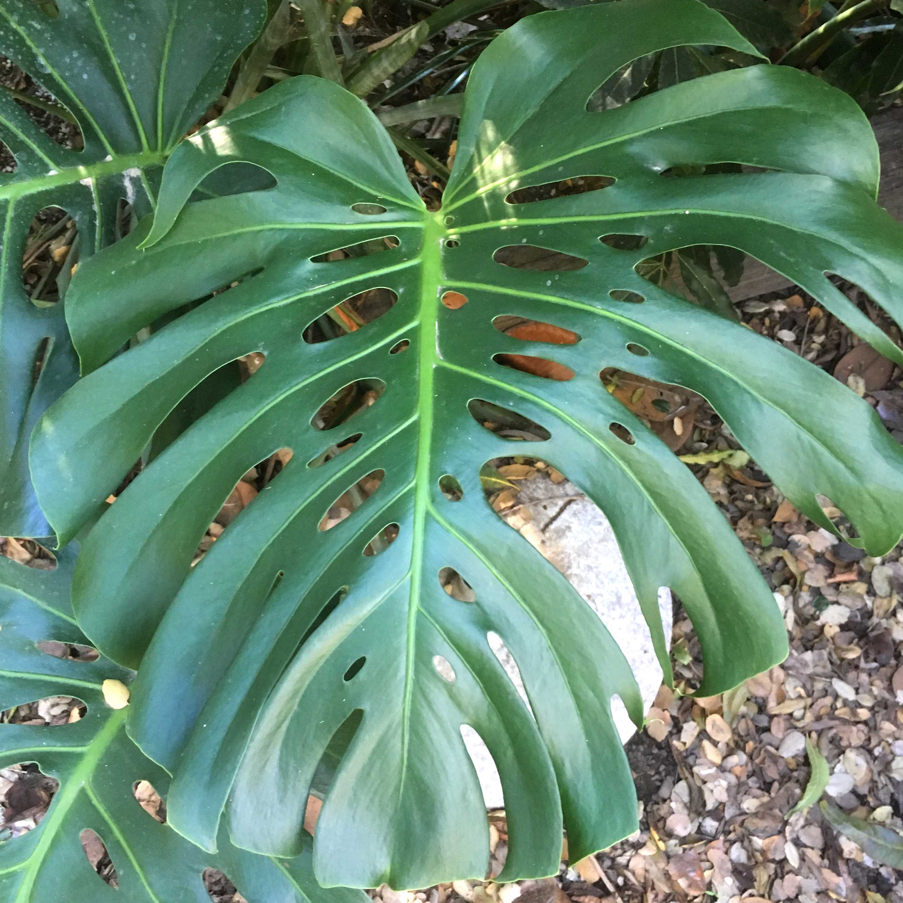 Trầu bà khía, họ Ráy/Môn/Chân bê